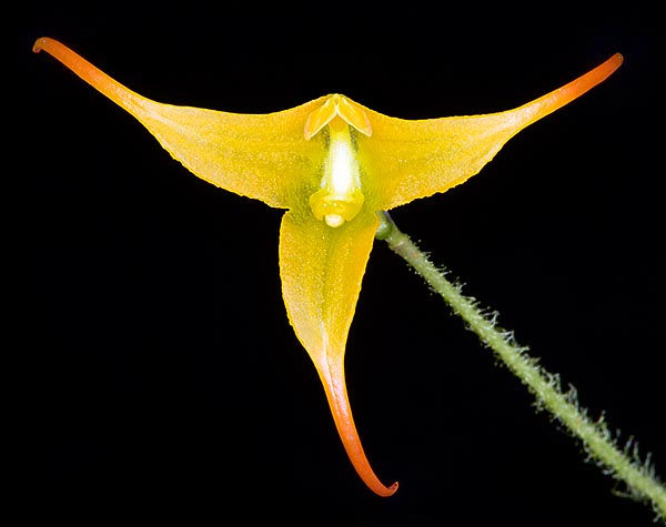 The flower labellum is mobile and clicks like a trap to stick the pollen sacs to the pollinator on duty © Giuseppe Mazza