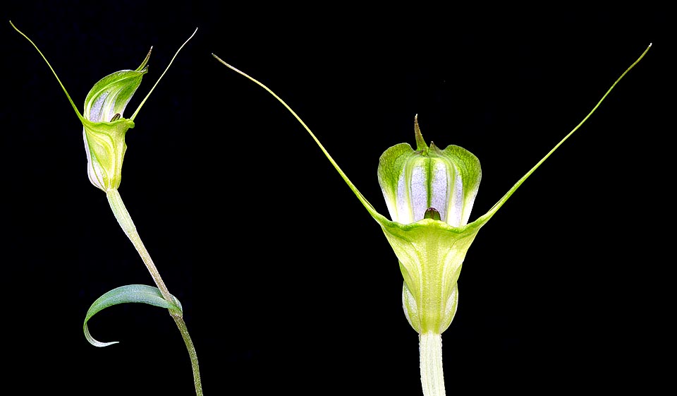 Rare en culture, Pterostylis obtusa est une espèce terrestre décidue australienne au tubercule souterrain et à la rosette basale de 3-6 feuilles. Fleur tubulaire de 2,5 cm © Giuseppe Mazza