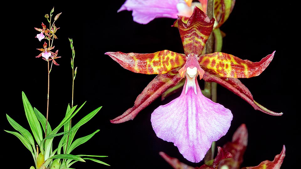 La Rhynchostele bictoniensis es una especie epífita o terrestre de Centro América que ha dado origen a numerosos híbridos de fácil cultivación. Las inflorescencias racemosas, que parten desde la base de los pseudobulbos, son erectas, largas hasta 80 cm, con numerosas flores de cerca 4 cm de diámetro que se abren en sucesión © Giuseppe Mazza