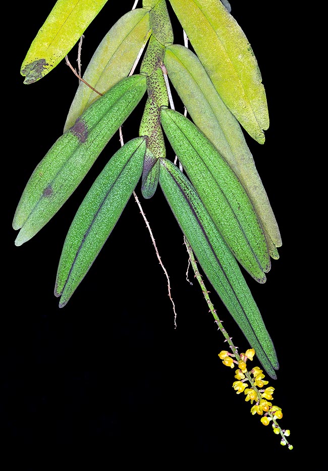 La Robiquetia bicruris es una epífita con tallos planos péndulos de los húmedos bosques de Sulawesi © G. Mazza