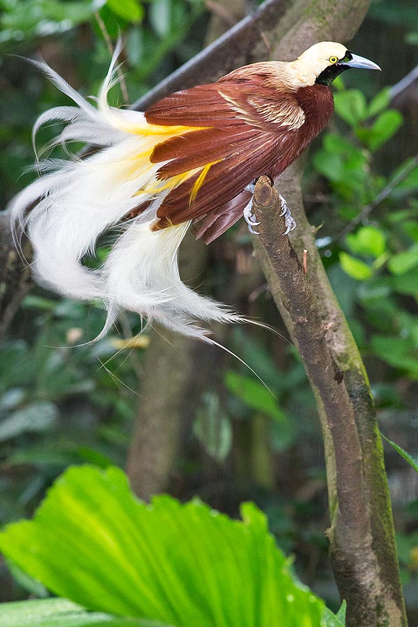 Paradisaea minor, Paradisaeidae, Paradisier grand-émeraude