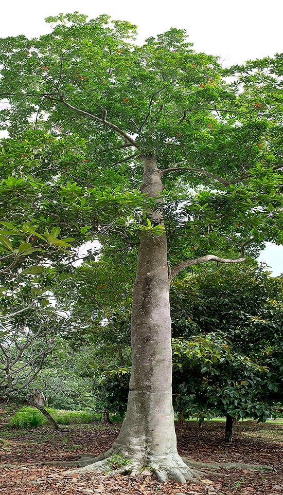 El Elaeocarpus angustifolius es un imponente árbol del sudeste asiático que alcanza los 35 m de altura con un tronco de más de metro y medio y sólidas raíces tabulares © Giuseppe Mazza