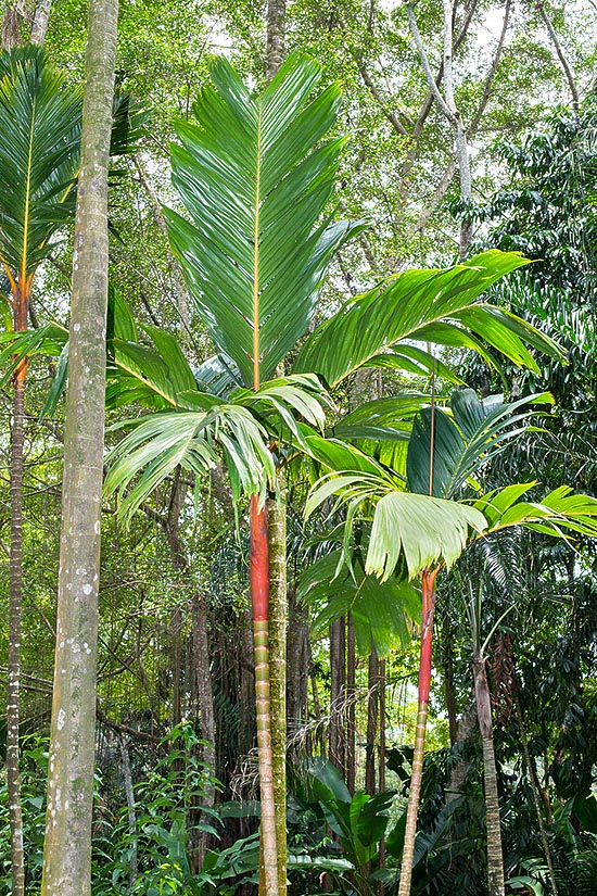 Nativa de las Molucas y Sulawesi, la Areca vestiaria es una de las palmeras más ornamentales © Giuseppe Mazza
