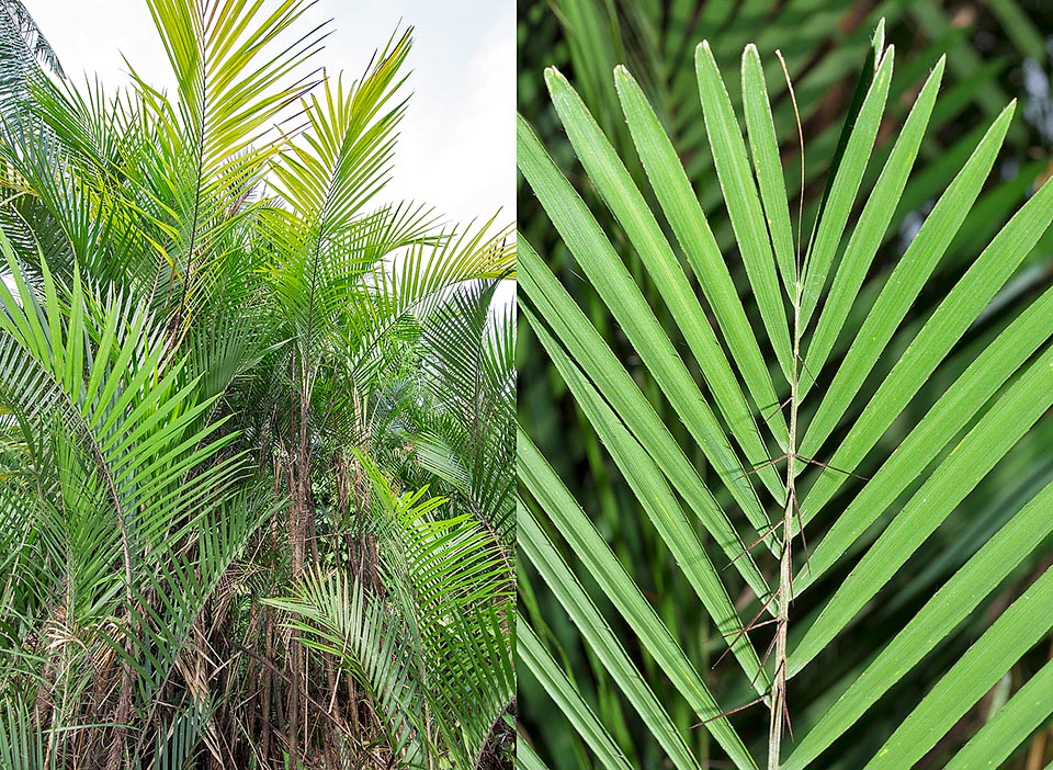 Bactris concinna forms dense tufts in the pluvial forests of Bolivia, north-western Brazil, Colombia, Ecuador and Peru, mainly along the water streams in periodically flooded areas, at low altitude. Erect or slightly arcuate stems, of 2-5 cm of diameter and 4 m tall with 7-8 m specimens © Giuseppe Mazza