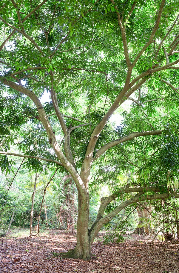 Baikiaea insignis est originaire d’Afrique tropicale où il atteint les 30 m de hauteur © Giuseppe Mazza