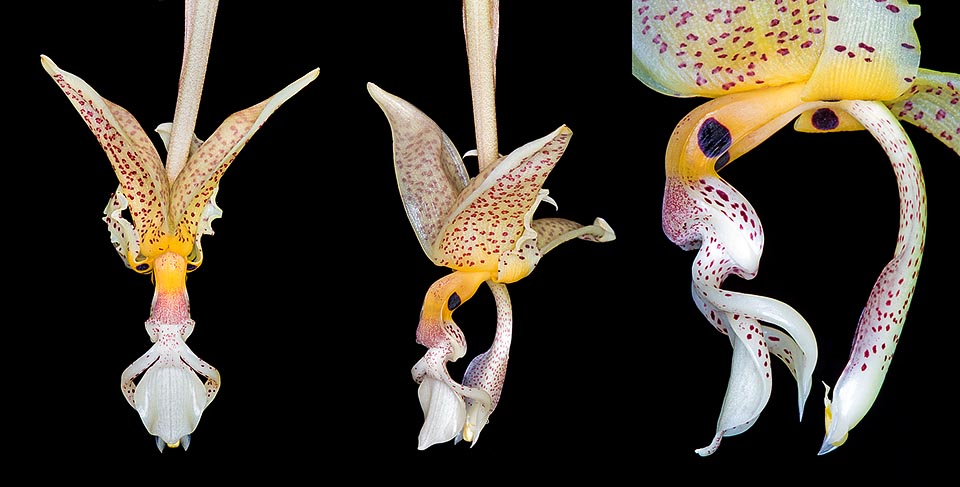 Détail d'une fleur, prise sous différents angles, avec l'agrandissement du labelle. La pollinisation est confiée à des abeilles de la tribu des Euglossini © Giuseppe Mazza