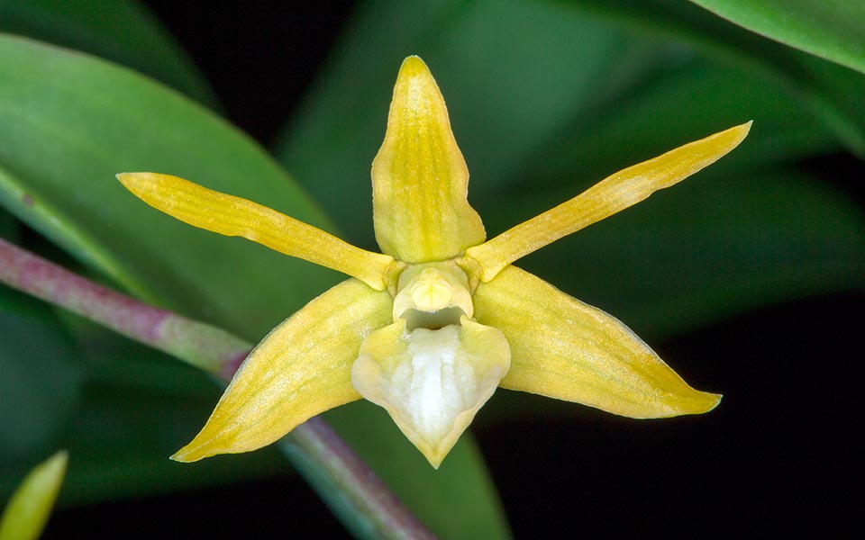 Species almost unknown in cultivation, has inflorescences reaching the 14 cm, with 4-10 flowers of about 3 cm of diameter © Giuseppe Mazza