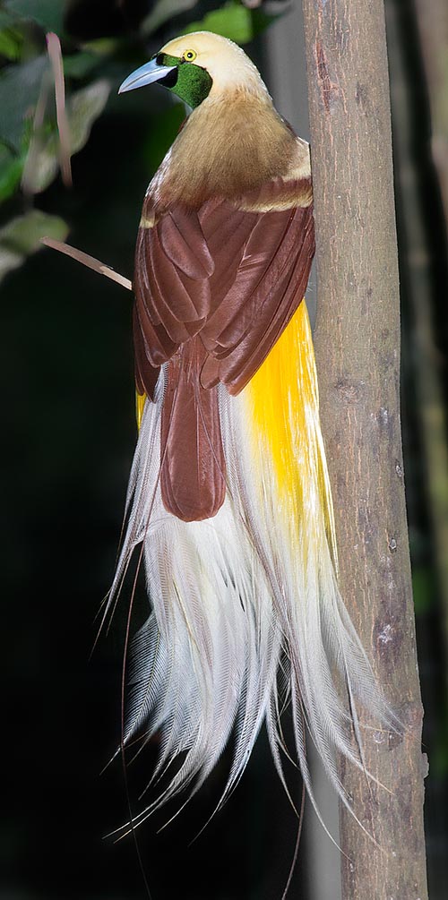 Paradisaea minor, Paradisaeidae,, Greater bird-of-paradise