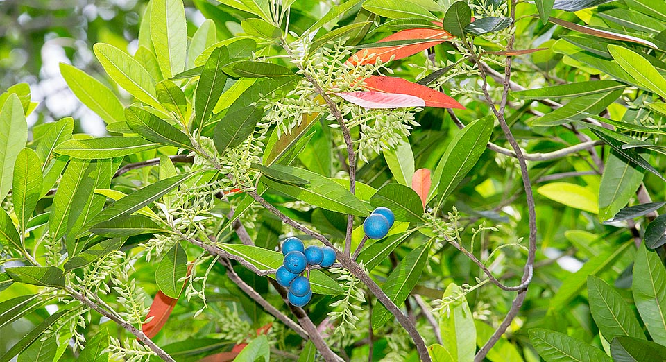 Árbol sagrado en India. Hojas de 8-16 cm, cambiantes al rojo antes de caer, e inflorescencias racemosas de 3-10 cm con pequeñas flores hermafroditas péndulas © Giuseppe Mazza