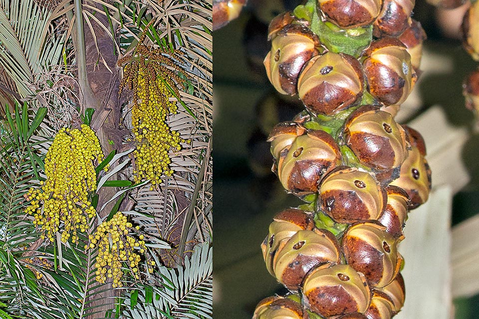 Fruits and enlargement of female flowers. The bisexual inflorescence while growing eliminates one of the sexes becoming de facto unisexual © Giuseppe Mazza
