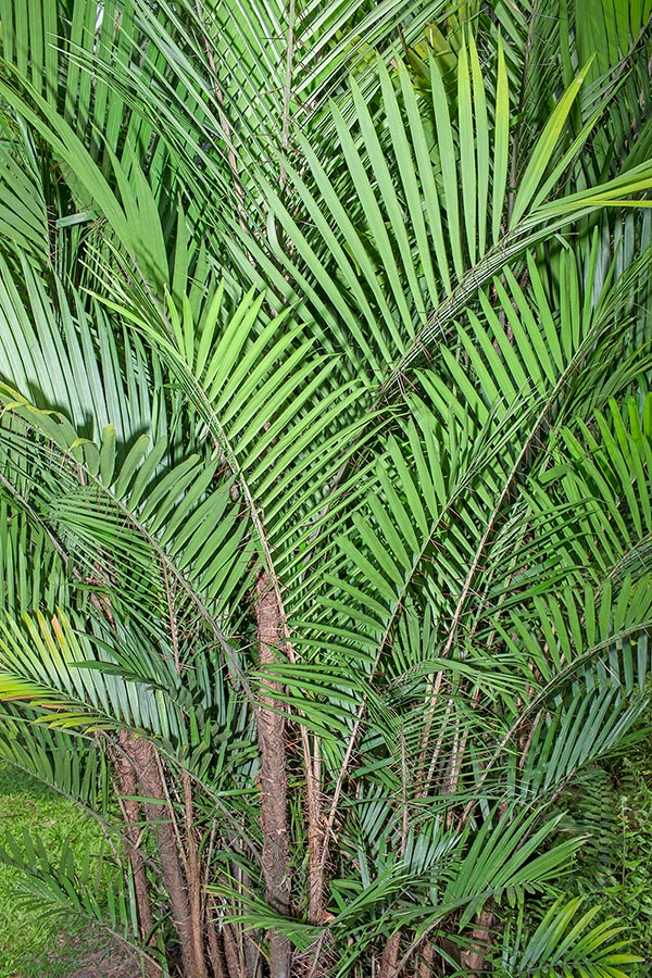 Spine a profusione ma frutti eduli. Impieghi ornamentali e per recinzioni impenetrabili © Giuseppe Mazza