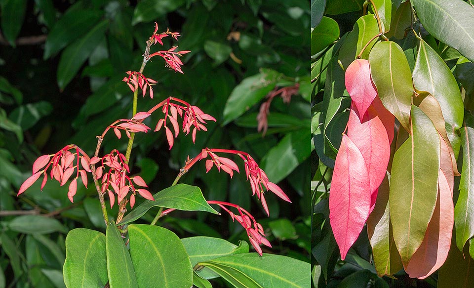 Gaudy red flowers? Not at all, tender new leaves that growing coriaceous become of a nice glossy dark green © Giuseppe Mazza