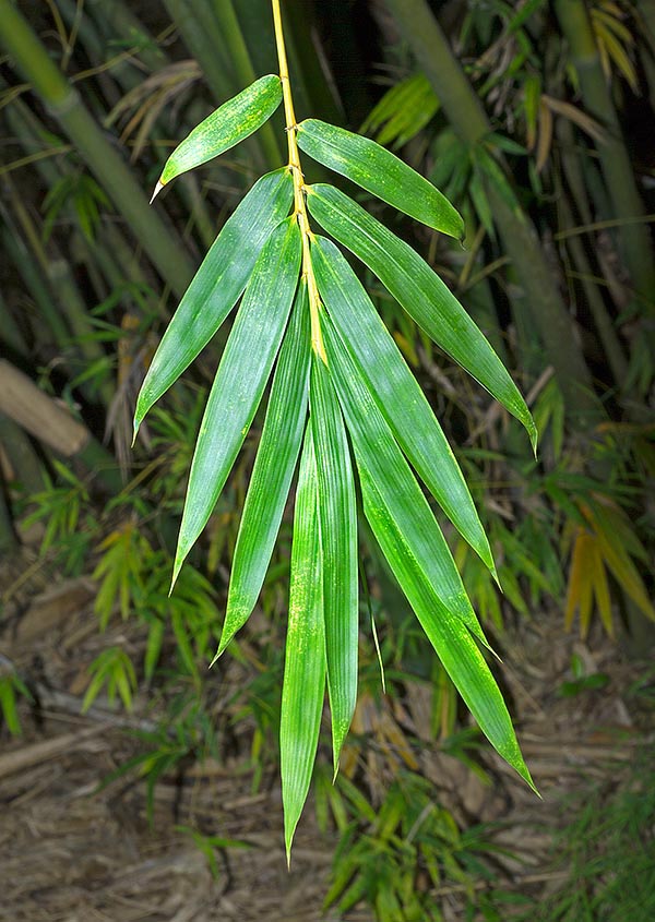 La sécrétion siliceuse recueillie aux entrenœuds est utilisée en médecine traditionnelle chinoise. Des études en laboratoire ont mis en évidence dans les extraits de feuilles de nombreux composés bioactifs © G. Mazza