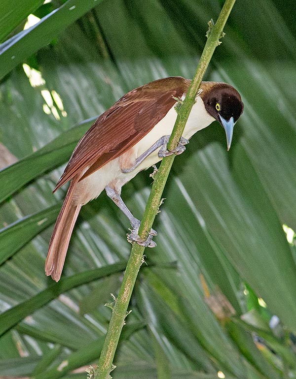 Paradisaea minor, Paradisaeidae,, Greater bird-of-paradise