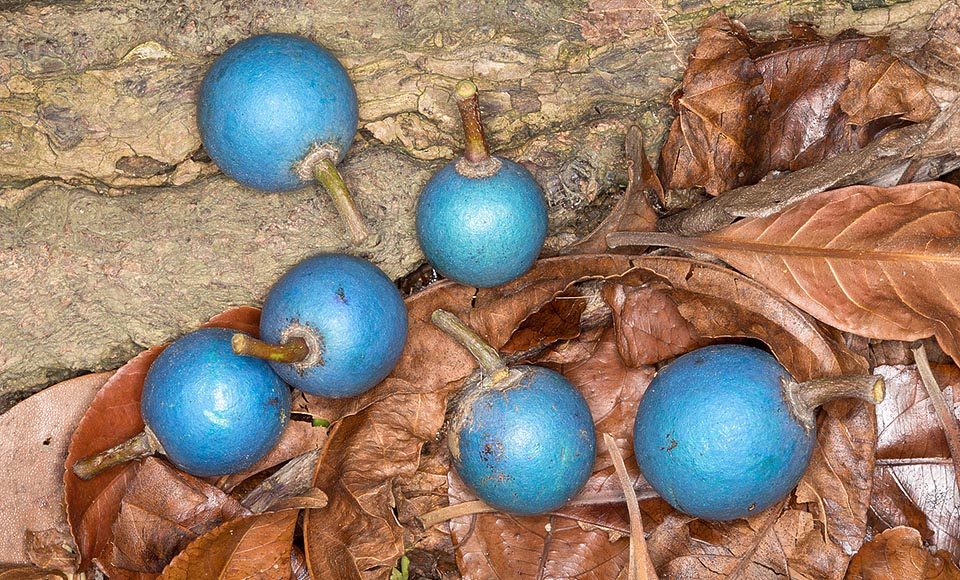 Los frutos, comestibles, son drupas globosas de 1,8-2,5 cm de diámetro. El insólito color azul metálico no se debe a la presencia de pigmentos, sino a la iridiscencia de la singular microestructura de su cutícula. Corteza, hojas y pulpa de los frutos son usadas desde tiempos remotos en la medicina tradicional india para varias patologías © Giuseppe Mazza