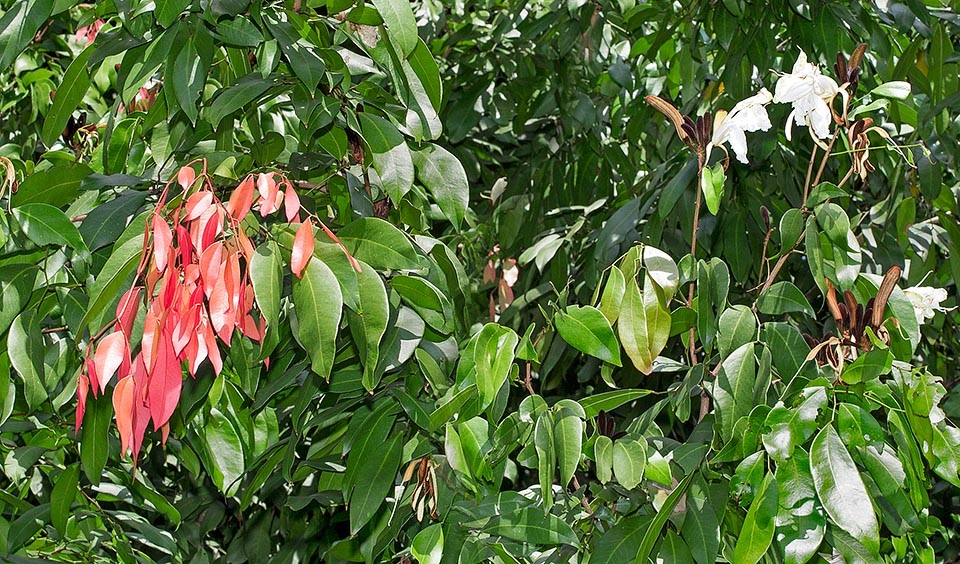 Ici, le contraste avec les vieux rameaux est maximum. Les fleurs à droite, blanc crème, sont parfumées mais flasques et durent moins d’une journée © Giuseppe Mazza