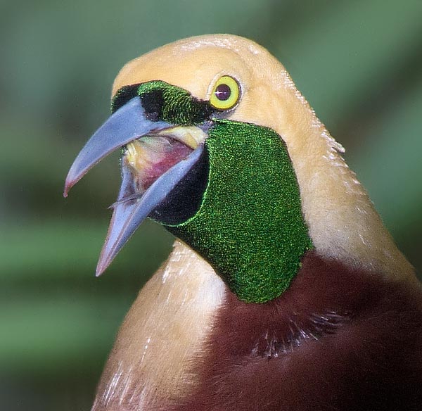 Paradisaea minor, Paradisaeidae,, Greater bird-of-paradise