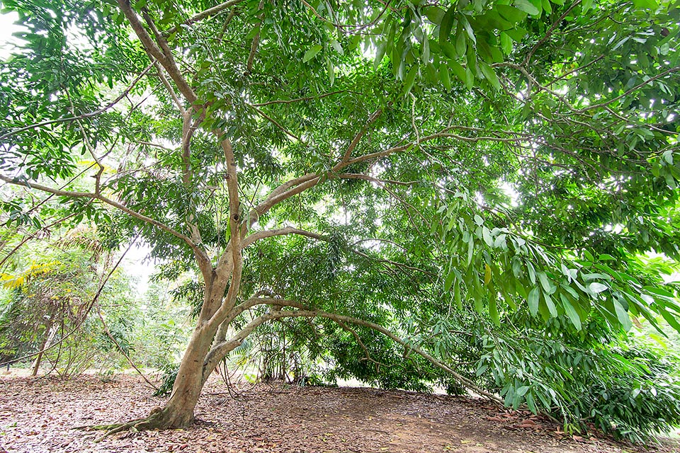 Répandu dans la nature mais relativement peu cultivé, il crée de larges zones d'ombre, splendides coupoles vertes pour se rafraîchir dans les jardins des tropiques © Giuseppe Mazza