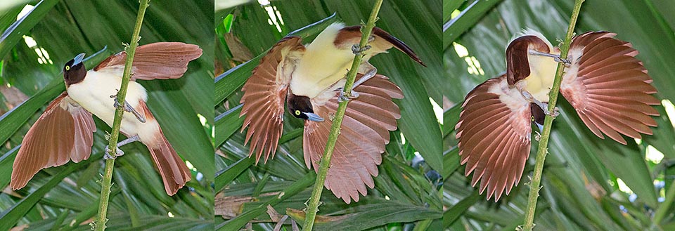 Paradisaea minor, Paradisaeidae,, Greater bird-of-paradise