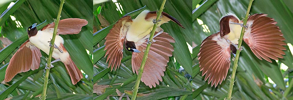 Paradisaea minor, Paradisaeidae, Paradisea maggiore Paradisaea minor, Paradisaeidae, Paradisea maggiore