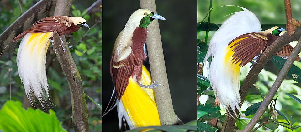 Paradisaea minor, Paradisaeidae,, Greater bird-of-paradise