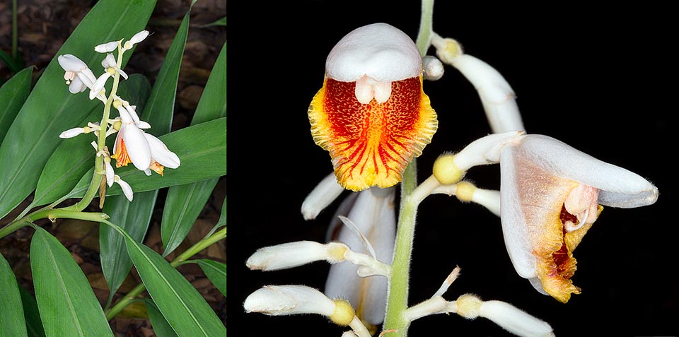 Originaria del sudeste asiático, la Alpinia mutica es una especie herbácea que forma densas matas altas hasta 2 m. Gran valor ornamental y virtudes medicinales © G. Mazza