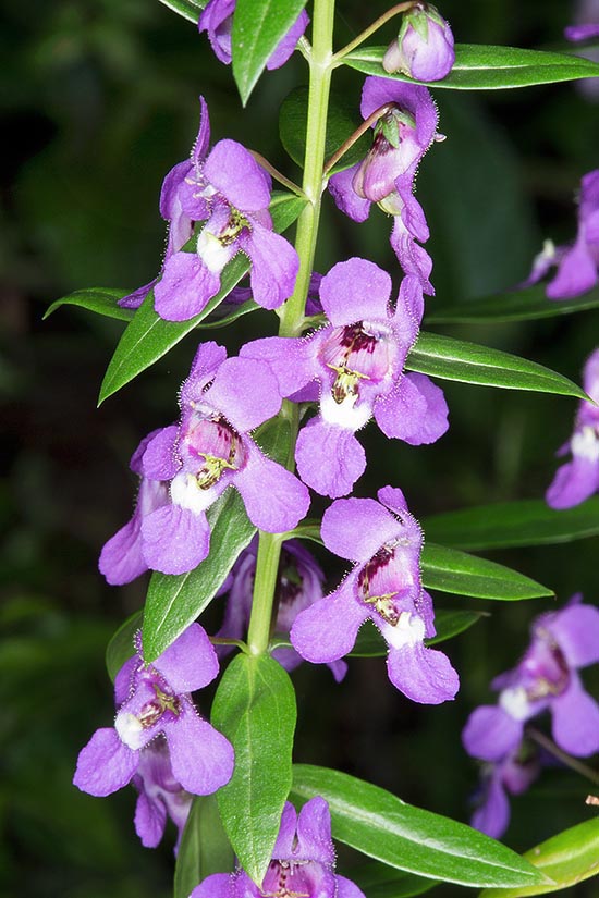 Native to the semi-arid zones of Brazil and Venezuela, Angelonia salicariifolia is a 30-80 cm perennial herbaceous species. Long blooming in the tropical gardens and medicinal virtues © Giuseppe Mazza