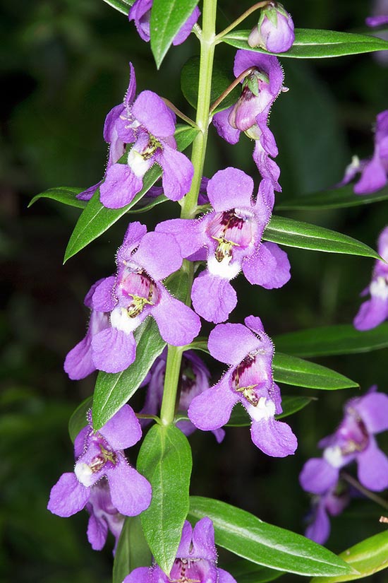 Originaria delle regioni semiaride del Brasile e Venezuela, l’Angelonia salicariifolia è una specie erbacea perenne di 30-80 cm. Lunga fioritura nei giardini dei tropici e virtù medicinali © G. Mazza