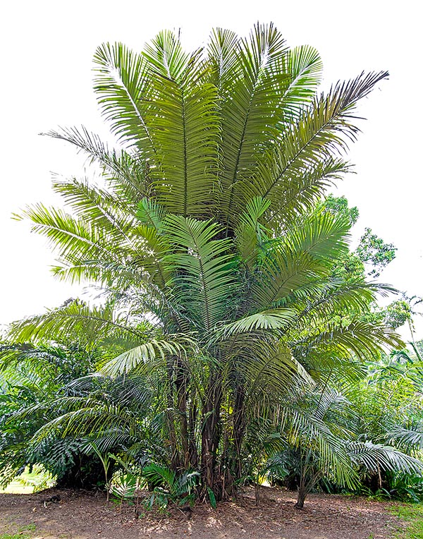 Beau mais envahissant, via ses stolons, Arenga obtusifolia atteint 8-15 m de haut © Giuseppe Mazza