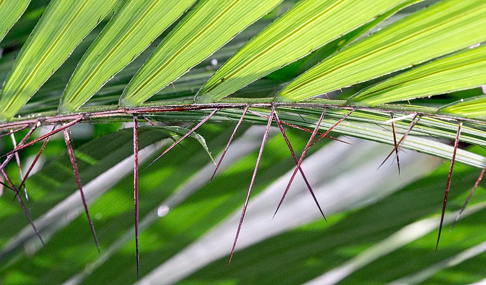 Spines everywhere, even on the foliar laminae. The female flowers ripe before the male ones to foster the crossed pollination. The fruits are ovoid, edible, blackish purple, 2-4 cm long and 1-2 cm of diameter, containing only one seed. The roots are used for decoctions in the cold diseases © Giuseppe Mazza