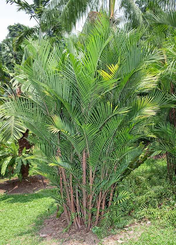 Native to tropical America, Bactris major forms dense tufts reaching the 10 m of height © Giuseppe Mazza