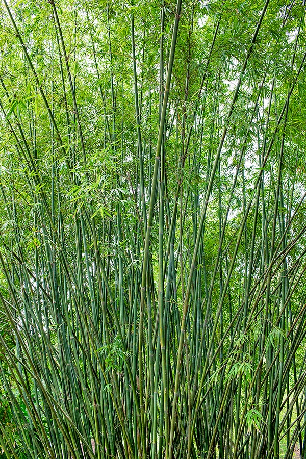 Bambusa textilis est une espèce pérenne à feuilles persistantes rhizomateuse originaire de Chine et du Vietnam formant des touffes compactes aux tiges dressées pratiquement jusqu’à l'apex, longues de 6 à 15 m et larges de 2,5 à 5 cm de large. Bambou à croissance rapide, parmi les plus élégants et décoratifs du genre, cultivé également sous les climats non tropicaux avec de nombreuses variétés dont la plus connue est la 'Gracilis', représentée ici qui résiste sans dommage jusqu'à -8 °C © Giuseppe Mazza