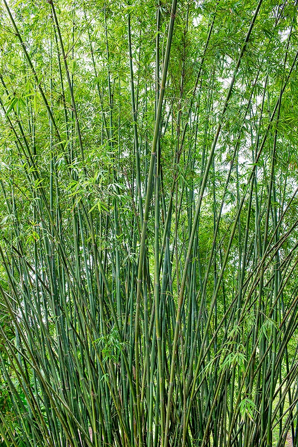 Bambusa textilis is an evergreen rhizomatous perennial species native to China and Vietnam forming compact tufts erect up to almost the apex, 6-15 m long and 2,5-5 cm broad. Fast growing bamboo, among the most elegant and ornamental of the genus, cultivated also in non tropical climates with several varieties. The most known is the here shown 'Gracilis', that resists with no damages up to -8 °C © Giuseppe Mazza