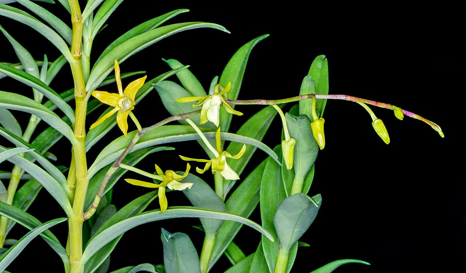 Dendrobium militare is an epiphyte of the humid Ternate forests, in the Moluccas, with creeping rhizome and thin cylindrical pseudobulbs, 20-45 cm long © G. Mazza