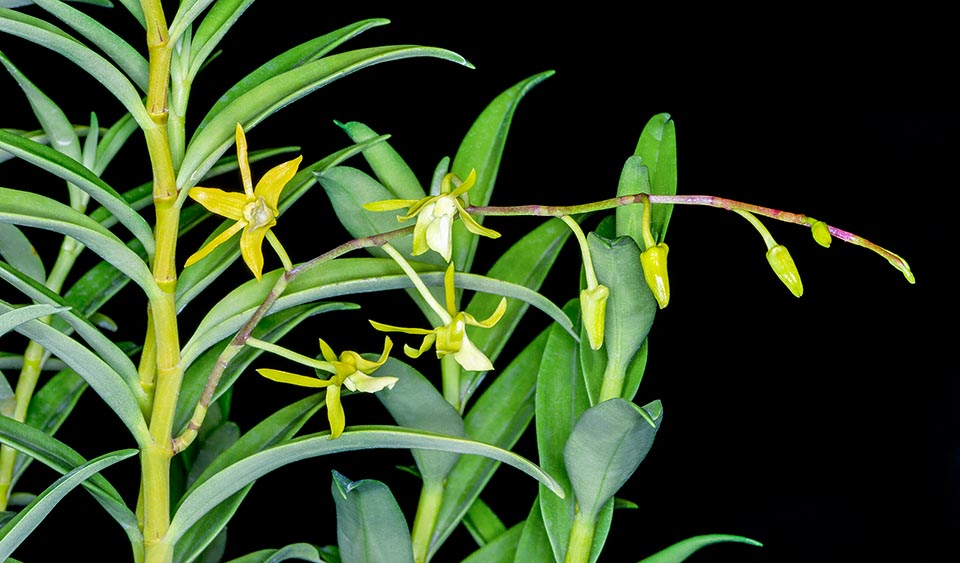 El Dendrobium militare es una epífita de los bosques  de Ternate, en las Molucas, con rizoma rastrero  y pseudobulbos cilíndricos delgados, de 20-45 cm de largo © Giuseppe Mazza