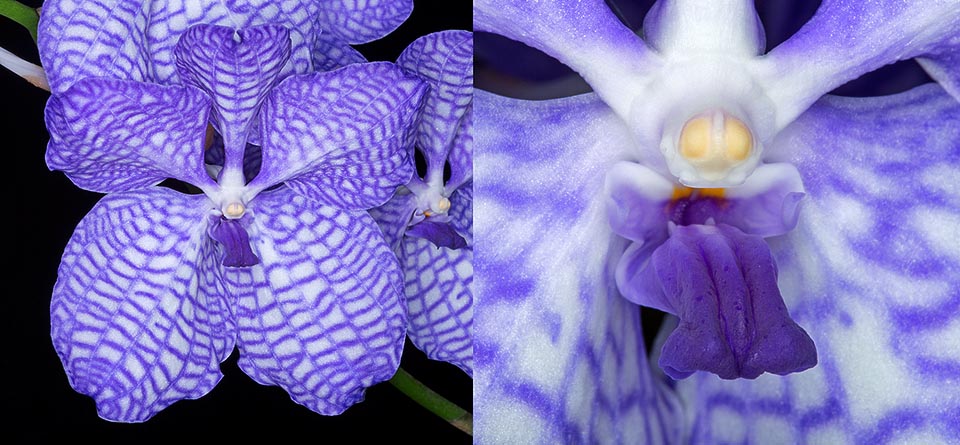 Vanda coerulea, Orchidaceae, blue vanda