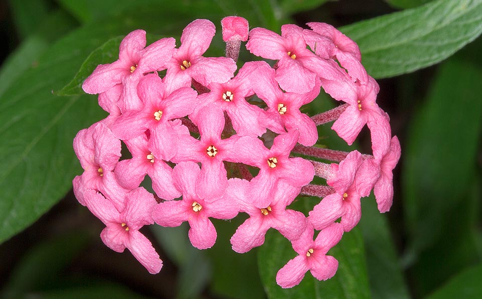 Originaire du Mexique, Arachnothryx leucophylla est un arbuste de 1-2,5 m. Elégantes inflorescences d’environ 5 cm aux nombreuses petites fleurs hermaphrodites tubulaires parfumées aux lobes arrondis perpendiculaires. Effet ornemental et paysager remarquable dans les parcs et les jardins des régions tropicales et subtropicales © Giuseppe Mazza