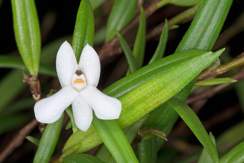 Glomera acutiflora est une épiphyte de Nouvelle-Guinée haute d’une trentaine de centimètres. Rare en culture, elle a des fleurs terminales solitaires d’environ 1,5 cm © Giuseppe Mazza