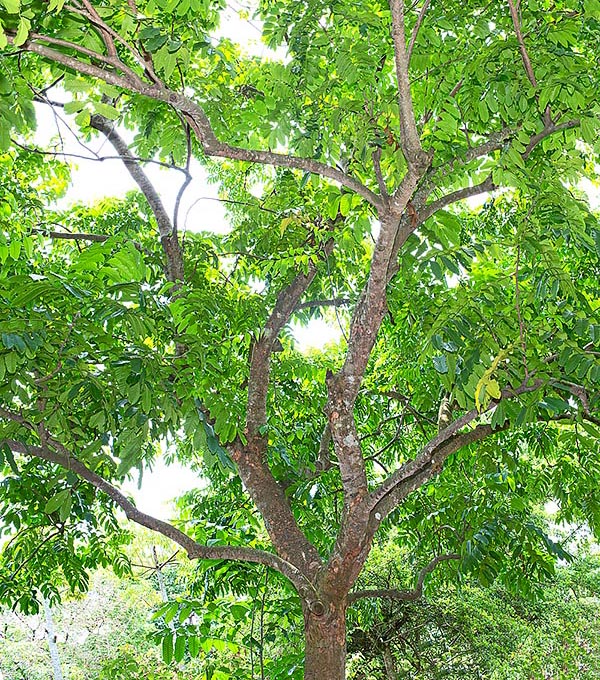 Aphanamixis polystachya is an evergreen tree of South-East Asia reaching 30 m of height © G. Mazza
