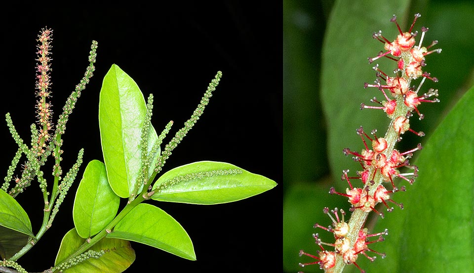 Close-up of the leaves and inflorescences with 2 mm tiny flowers devoid of petals. Edible fruits and confirmed medicinal virtues © Giuseppe Mazza