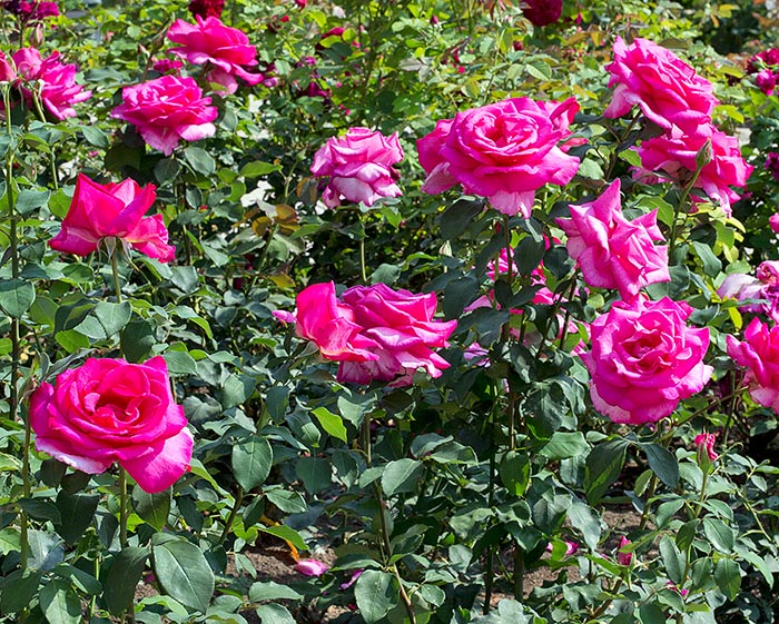 r-8-3118_rosa_xxl.jpg