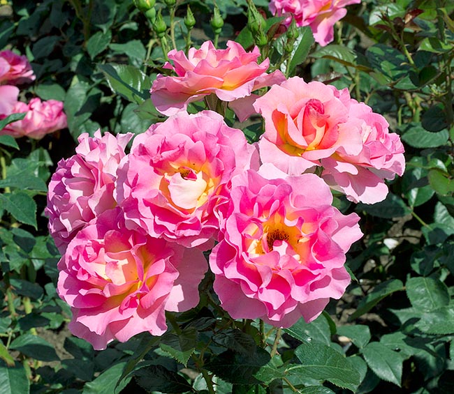 rosa_pink_paradise.jpg