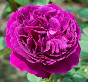Rosa ‘Purple Lodge’ - Monaco Nature Encyclopedia
