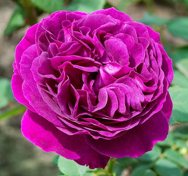 rosa_purple_lodge.jpg