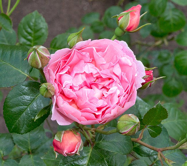 rosa_strawberry_hill.jpg