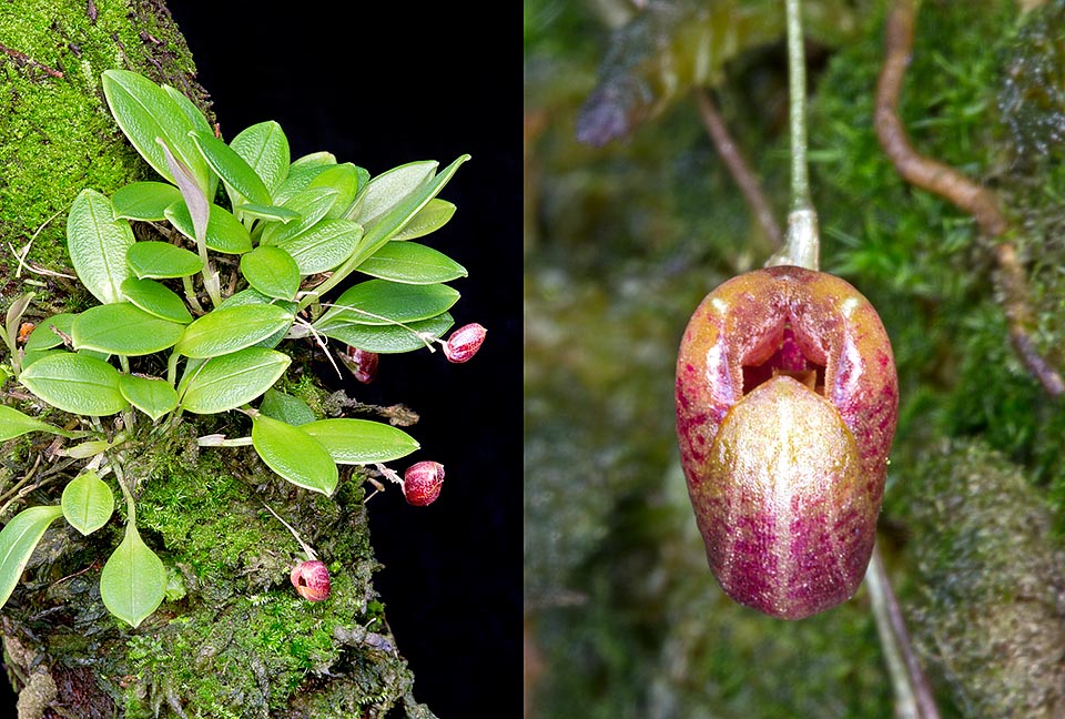 Orchidée miniature aux fleurs ovoïdes de 6 mm, Scaphosepalum ovulare est une épiphyte d’Equateur où elle pousse sur le versant andin oriental entre 500 et 1500 m © Giuseppe Mazza