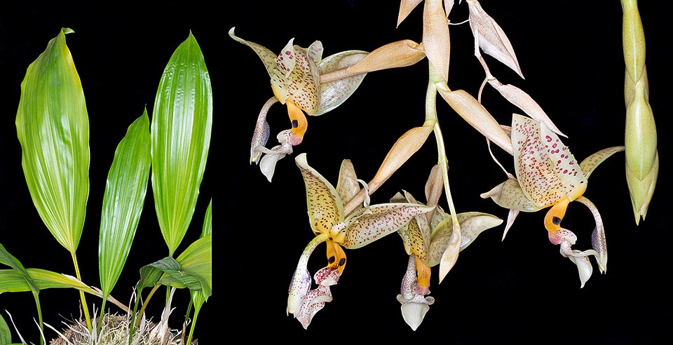 Stanhopea oculata est une épiphyte d’Amérique Centrale, rarement terrestre, qui pousse dans les forêts humides ou sur les parois rocheuses entre 400 et 2000 m. Pseudobulbes ovoïdes avec une seule feuille de 30-60 cm et une inflorescence insolite pendante pouvant atteindre 30 cm avec 5-8 fleurs parfumées de 10-12 cm © Giuseppe Mazza