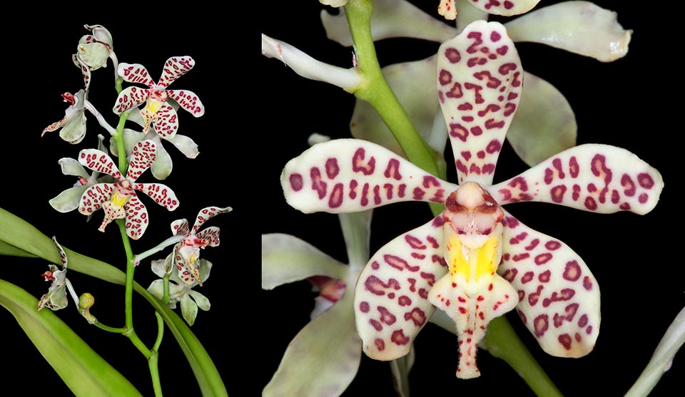 Rara en cultivo, la Trichoglottis guibertii es nativa de las florestas filipinas, donde crece epífita o litofita sobre rocas calcáreas. Hojas acintadas y flores carnosas de 4-5cm © Giuseppe Mazza