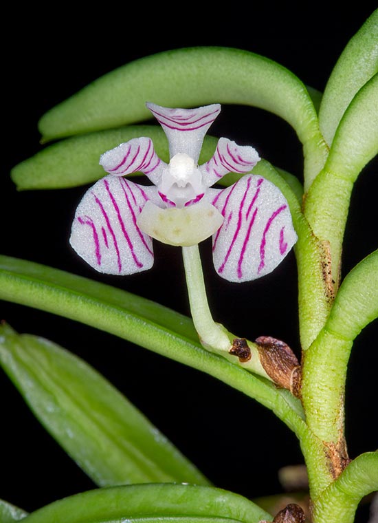 Miniature orchid, among the most appreciated and cultivated of the genus due to the small size and the attractive and scented flowers, Trichoglottis pusilla is native to Java and Sumatra humid forests. It grows epiphyte between 700 and 2200 m of altitude with 8-15 cm stems and flowers of  1,5-2,5 cm, pleasantly perfumed, with ovate sepals of white colour with purple streakings © Giuseppe Mazza