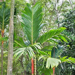 Arecaceae Archivi - Monaco Nature Encyclopedia